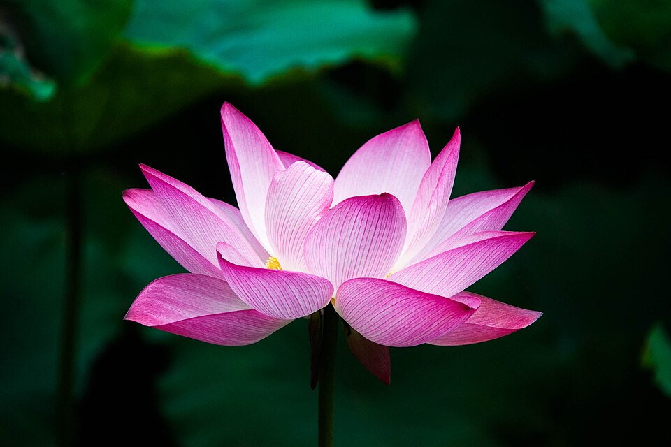 Lotus (Padma) — Symbol of Purity and Spiritual Awakening