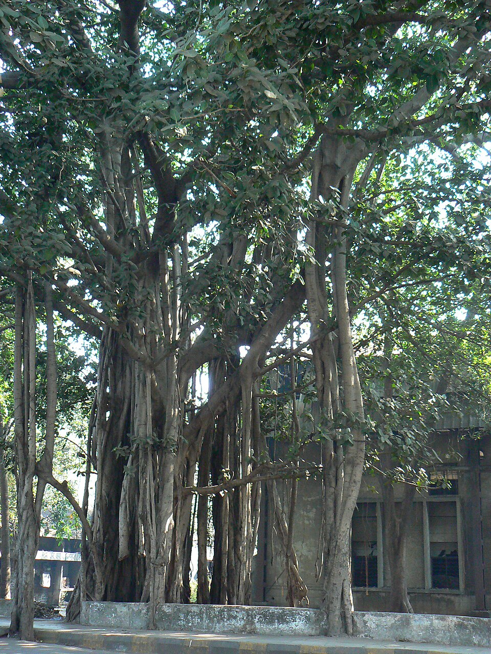 Banyan Tree (Vata Vriksha) — The Immortal Tree and Its Sacred Worship