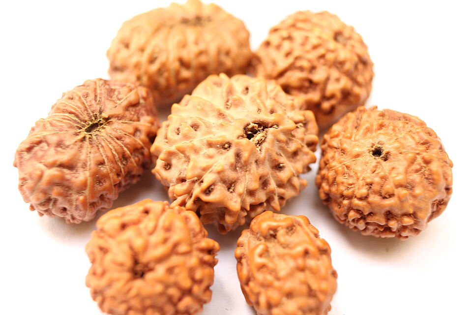Rudraksha: A Comprehensive Guide to Types, Mukhis, Benefits, and Identification