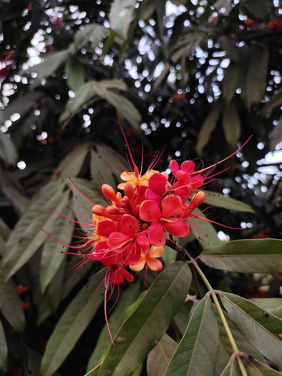 Ashoka Tree — Tree of No Sorrow and Its Sacred Significance